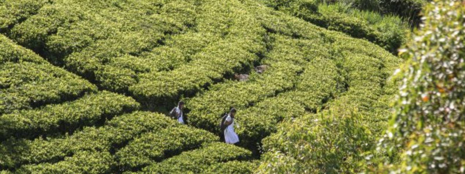 Rising School Dropouts: The Plight of Estate Children in Sri Lanka