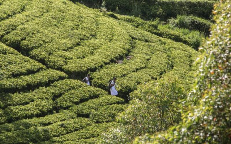 Rising School Dropouts: The Plight of Estate Children in Sri Lanka