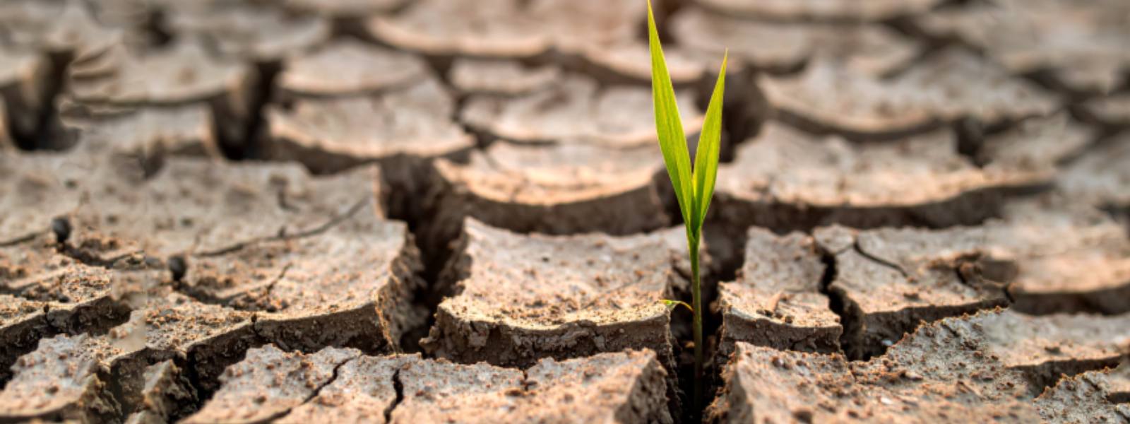 Powering through Droughts and Crises: Redesigning Sri Lanka’s Energy Resilience