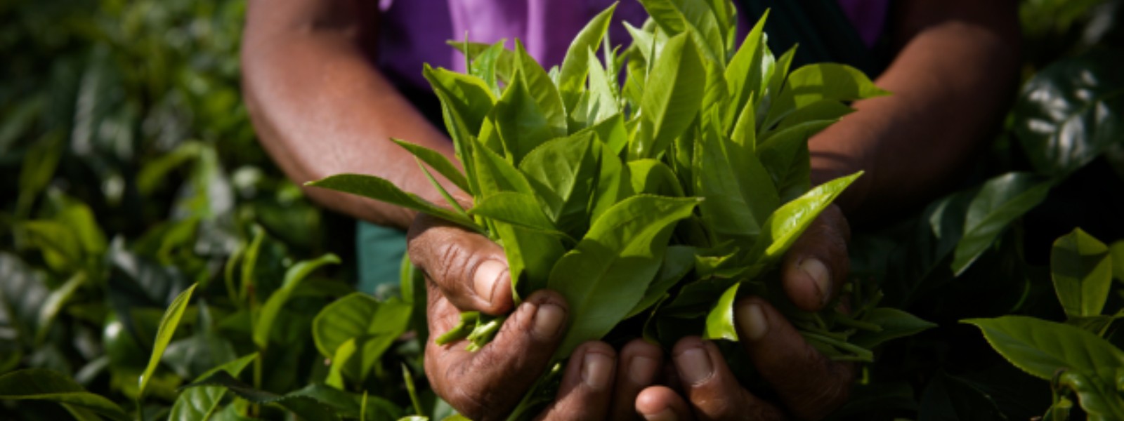 Sri Lanka’s Competitive Edge: Intellectual Property Rights and the Power of Geographical Indications