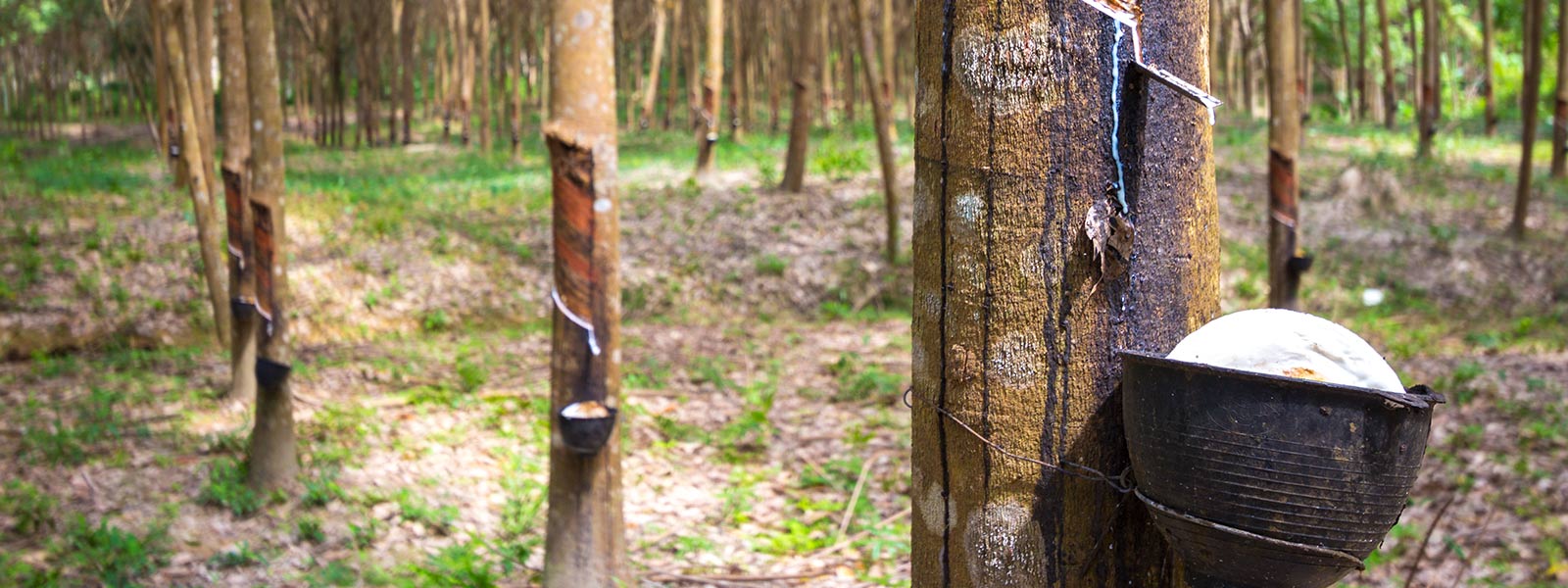 EUDR in 2025: Is Sri Lanka Ready for the EU’s New Deforestation Rules?
