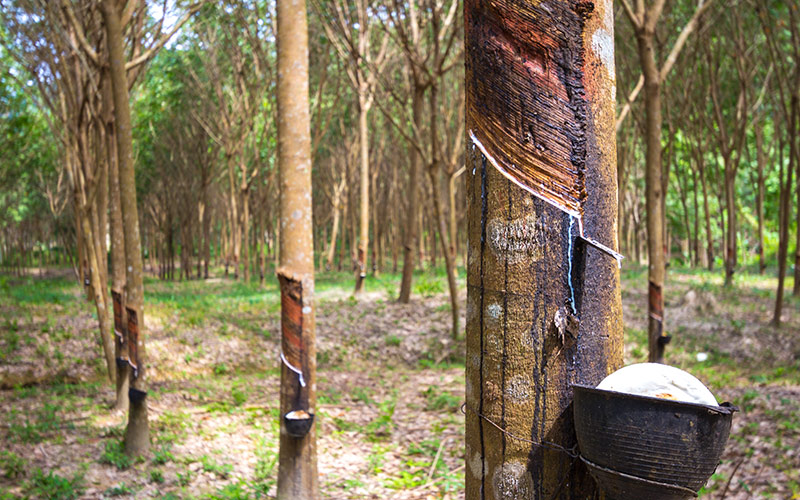 EUDR in 2025: Is Sri Lanka Ready for the EU’s New Deforestation Rules?