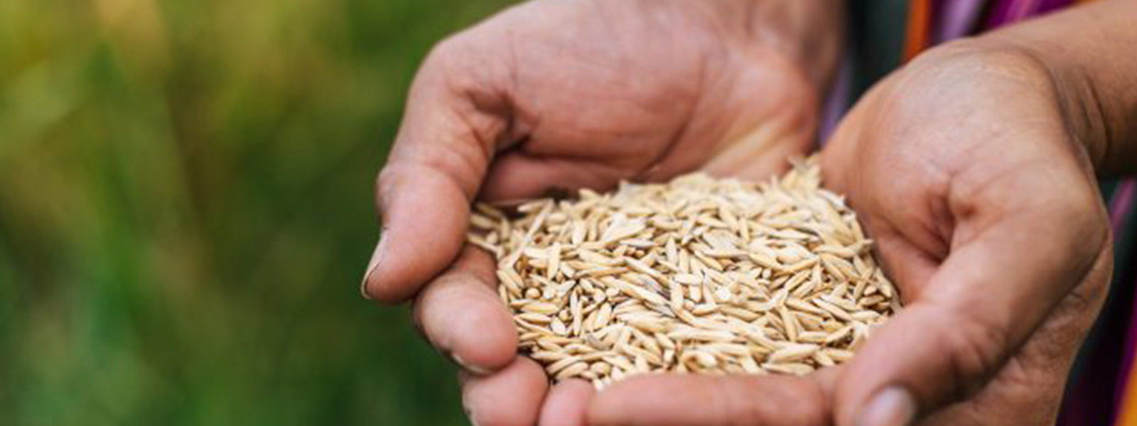 Priorities in Focus: Will Budget 2025 Address Sri Lanka’s Agricultural Challenges?