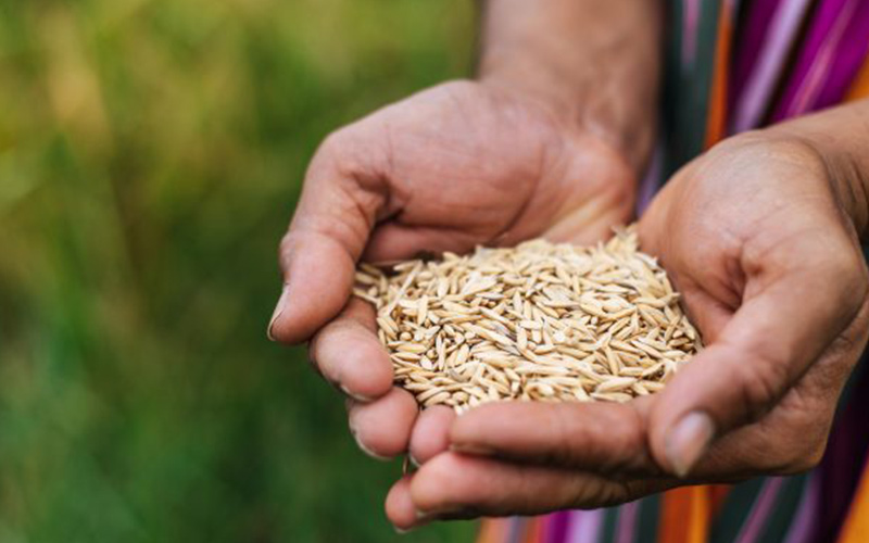 Priorities in Focus: Will Budget 2025 Address Sri Lanka’s Agricultural Challenges?