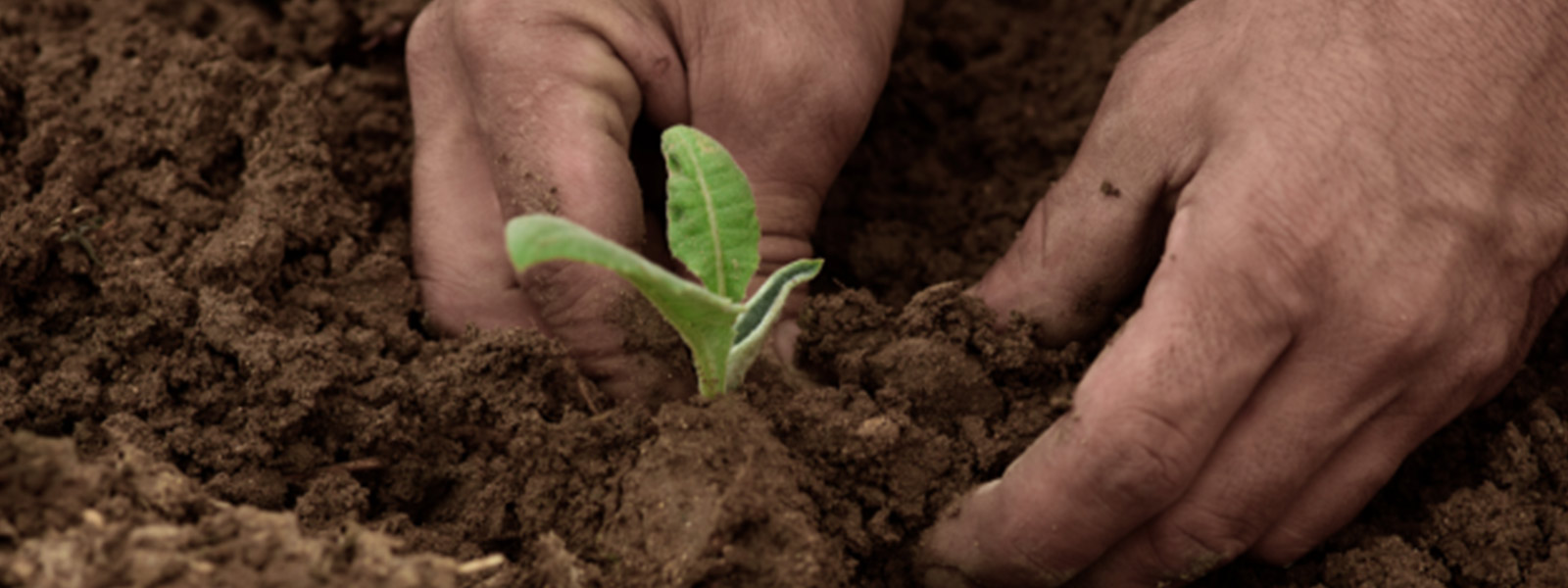 Sri Lanka’s Food Security after Cyclone Ditwah: Risk, Recovery, and Resilience